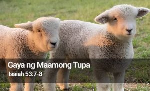 Read more about the article Gaya ng Maamong Tupa (Isaiah 53:7-8)